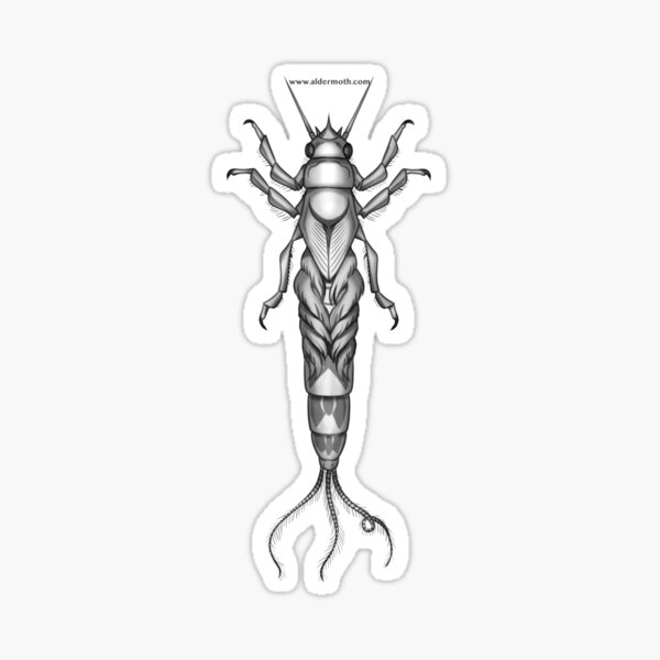 MZB Guide: Ephemeroptera II Sticker