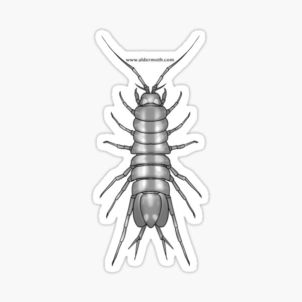 MZB Guide: Asellus Sticker