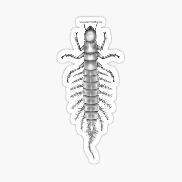 MZB Guide: Megaloptera Sticker