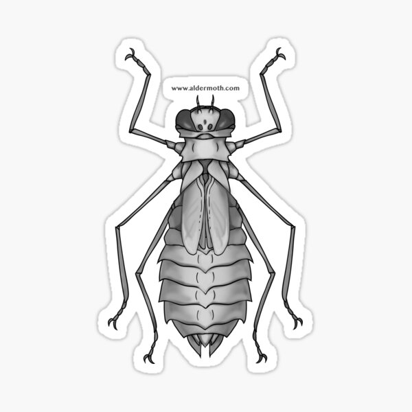 MZB Guide: Odonata I Sticker