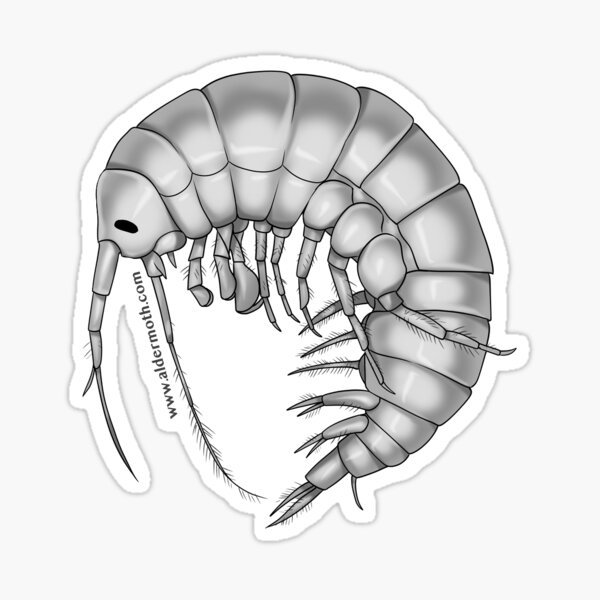 MZB Guide: Gammarus Sticker