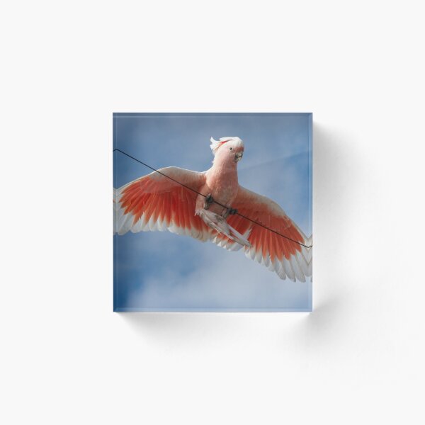Major Mitchell's Cockatoo (Pink Cockatoo) ~ Circus Act Acrylic Block