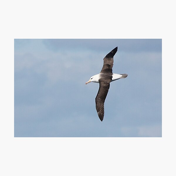 Black-browed Albatross ~ Majestic Photographic Print