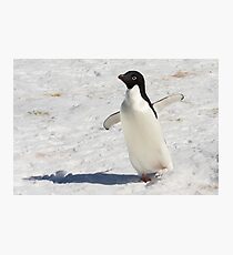 Adelie Penguin ~ "The Dancer" Photographic Print