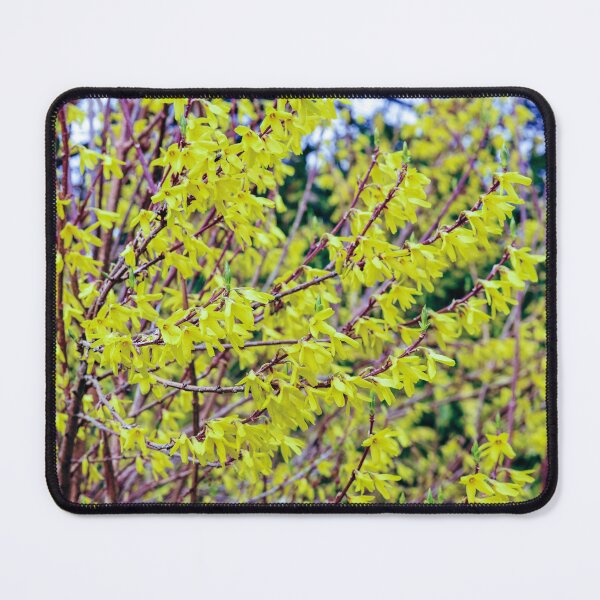 Item preview, Forsythia designed and sold by SzendeB.