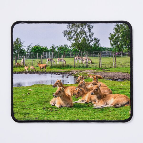 Item preview, Antelopes designed and sold by SzendeB.