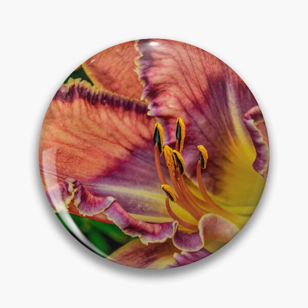 Item preview, Daylily "Mildred Mitchell" designed and sold by Michael Cummings.