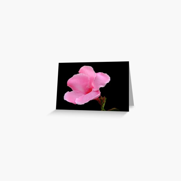Vista previa del artículo con la obra «Pink Crepe Myrtle», diseñado y vendido por Bradley Sumner.