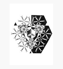 Crest by Joh H Potter Photographic Print
