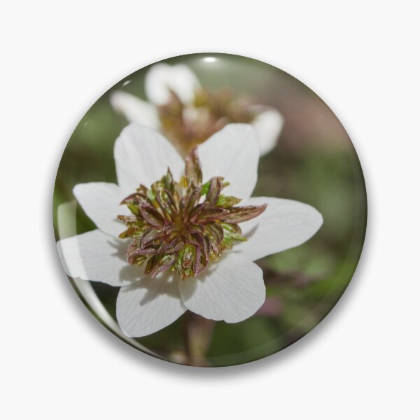 Item preview, The white anemone designed and sold by Jouko Lehto Photography.