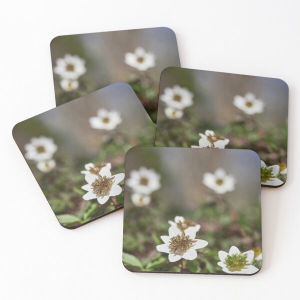Item preview, The white anemone designed and sold by Jouko Lehto Photography.