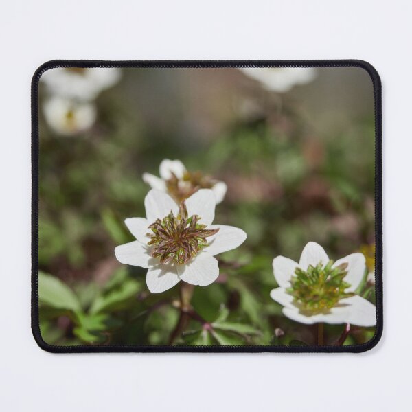 Item preview, The white anemone designed and sold by Jouko Lehto Photography.