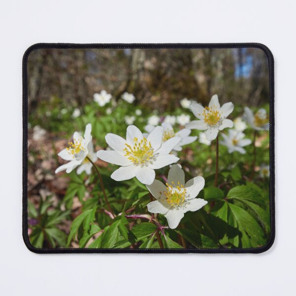 Item preview, In the woods down on the ground. Wood anemone designed and sold by Jouko Lehto Photography.