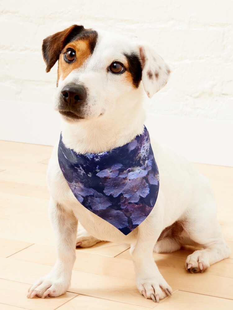Thumbnail 1 of 6, Pet Bandana, Tropical sunfish in coral designed and sold by Chrissy34780.