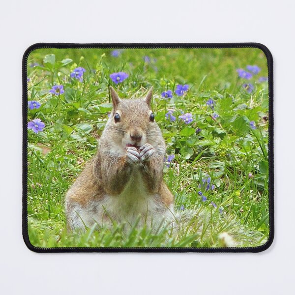Item preview, Squirrel Amongst Wild Violets designed and sold by Frankie Cat Photography.