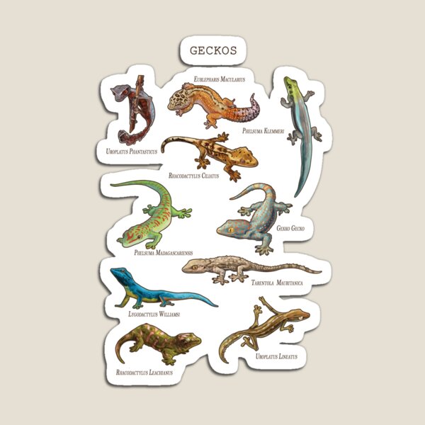 Item preview, geckos designed and sold by PaulineAhhotep.