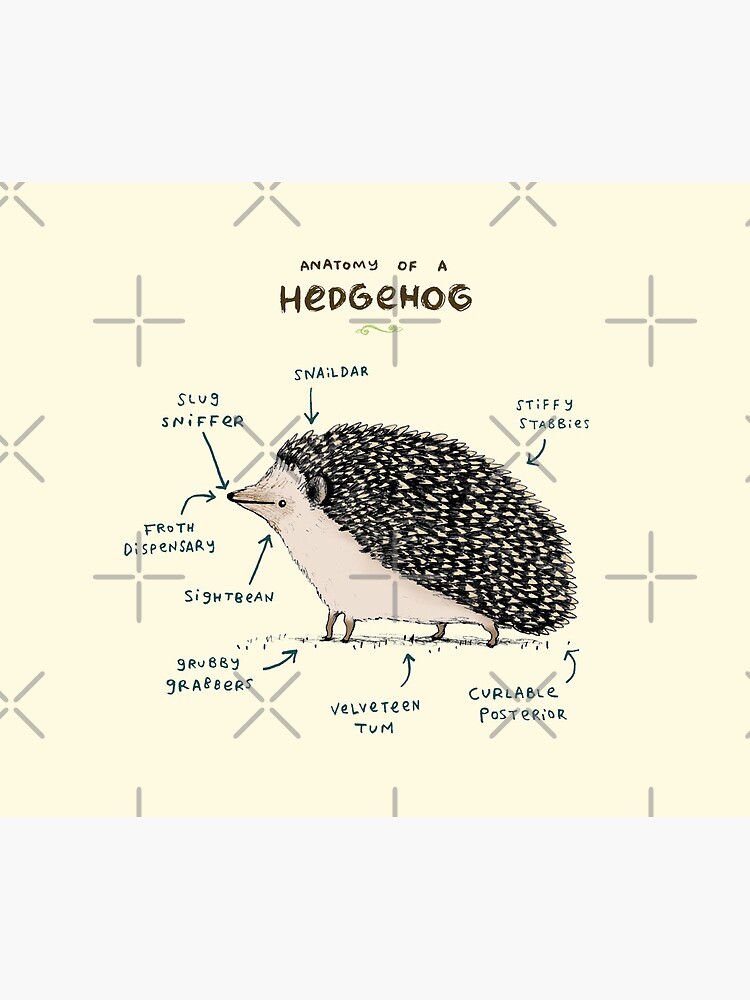 Anatomy of a Hedgehog by SophieCorrigan