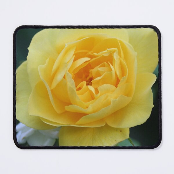 Item preview, Beautiful single yellow garden rose flower macro designed and sold by Anna Lemos.