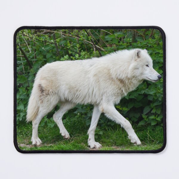 Item preview, Arctic Wolf designed and sold by Ksswaden.