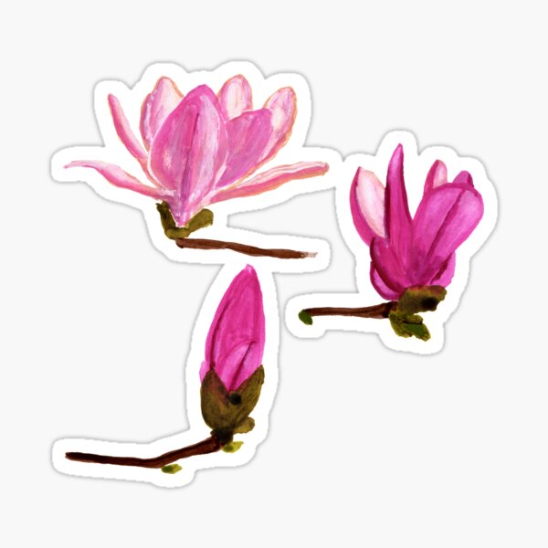 Magnolia Bloom Sticker