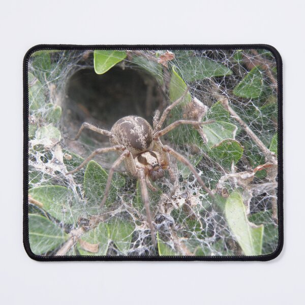 Item preview, Labyrinth Spider and Web Macro Photograph designed and sold by naturegallery.