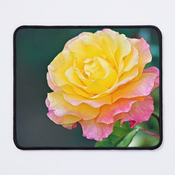 Item preview, Beautiful Molted Pink Yellow Rose Macro designed and sold by Anna Lemos.