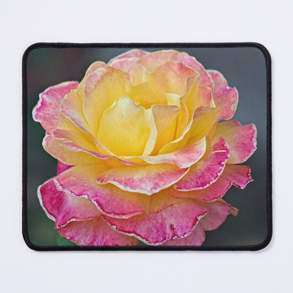 Item preview, Beautiful Speckled Pink Yellow Rose Macro designed and sold by Anna Lemos.
