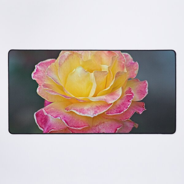 Item preview, Beautiful Speckled Pink Yellow Rose Macro designed and sold by Anna Lemos.