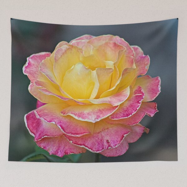 Item preview, Beautiful Speckled Pink Yellow Rose Macro designed and sold by Anna Lemos.