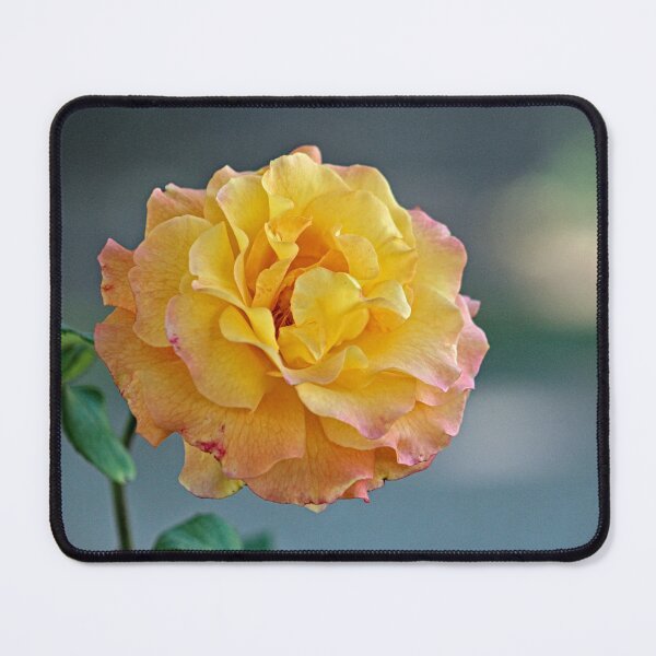 Item preview, Beautiful Curly Pink Yellow Molted Rose Macro designed and sold by Anna Lemos.