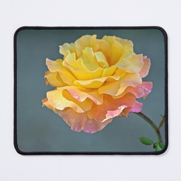 Item preview, Beautiful Pink Yellow Molted Rose Macro designed and sold by Anna Lemos.