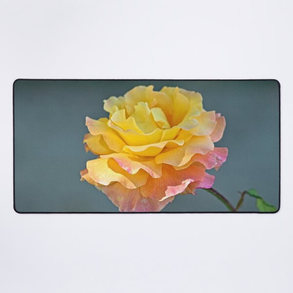 Item preview, Beautiful Pink Yellow Molted Rose Macro designed and sold by Anna Lemos.