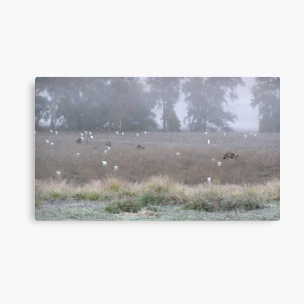 Item preview, Emu Parade 5.15 am Cold  Foggy Morning in the Warrumbungles designed and sold by ginnymac.