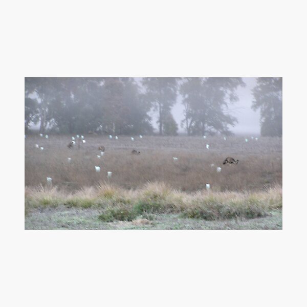 Item preview, Emu Parade 5.15 am Cold  Foggy Morning in the Warrumbungles designed and sold by ginnymac.