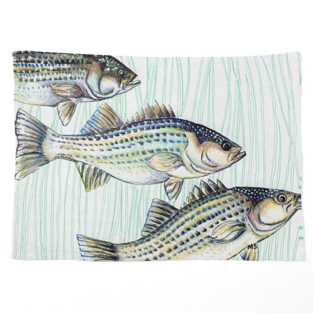 Striped Bass Fishing Decals with Baitfish Chased by