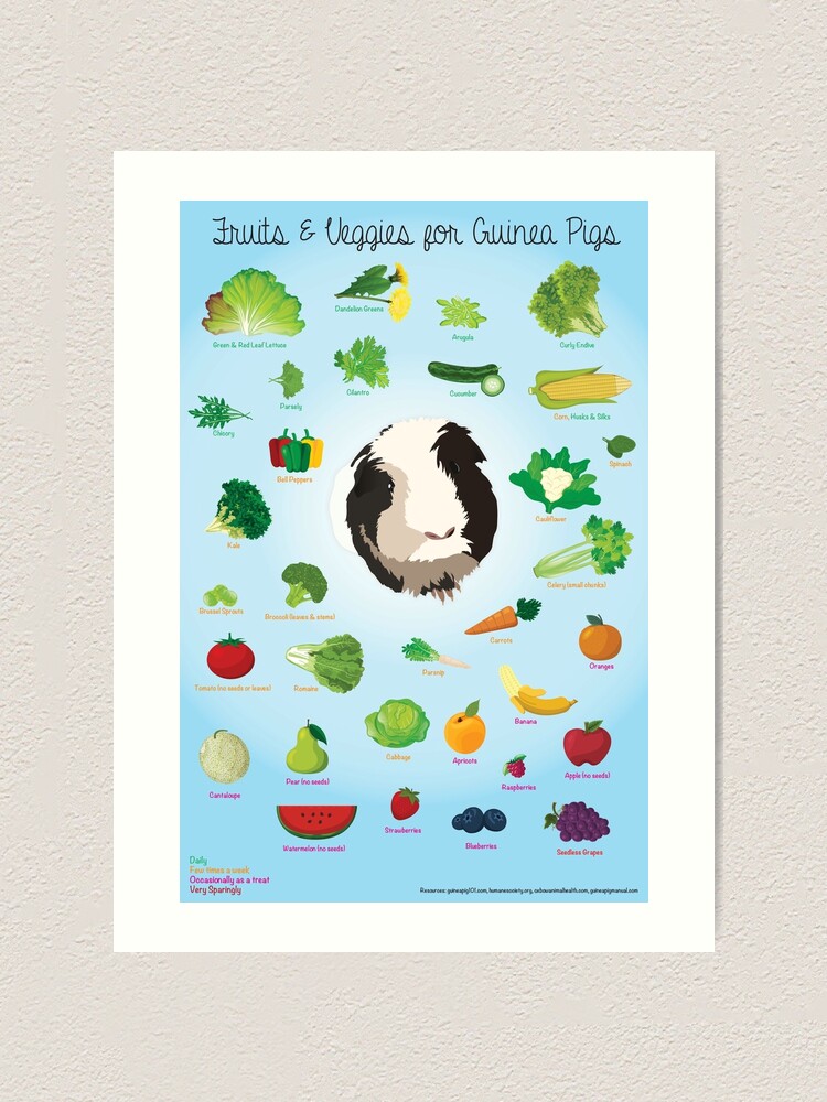 Guinea pig veggie chart sale