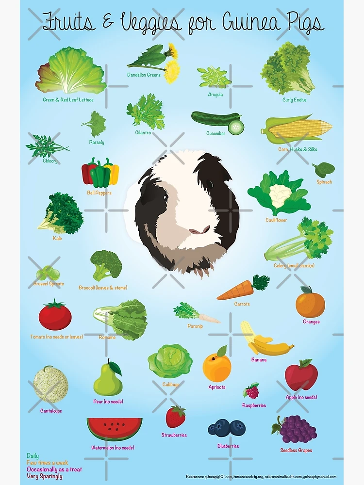 Fruits and Veggies for Guinea Pigs Infographic