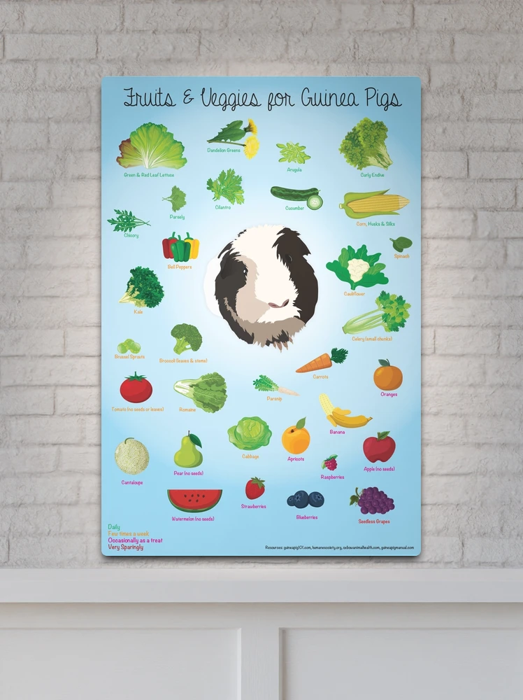 Fruits and Veggies for Guinea Pigs Infographic Metal Print for Sale by Nicole Eldridge Redbubble