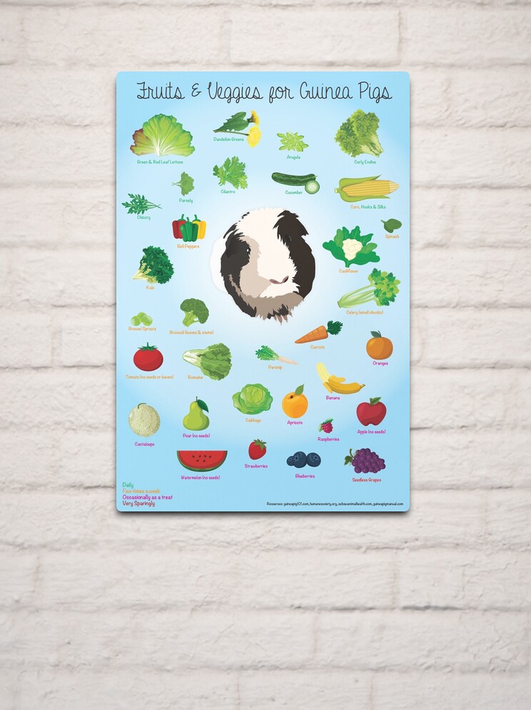 Fruits and Veggies for Guinea Pigs Infographic Metal Print for Sale by Nicole Eldridge Redbubble