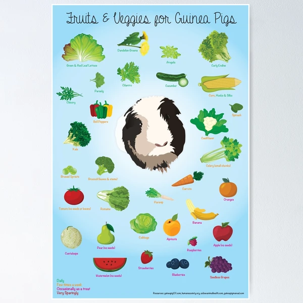 Guinea pig fruits and vegetables list hotsell