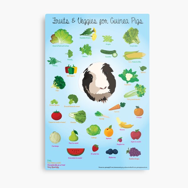 Fruits and Veggies for Guinea Pigs Infographic Poster for Sale by Nicole Eldridge Redbubble