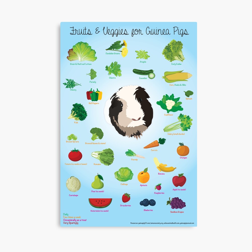 Guinea pig fruits and sales vegetables list