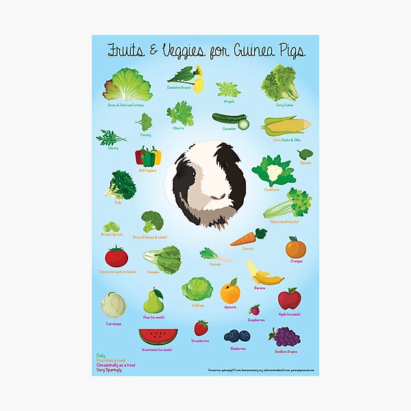 Fruits and Veggies for Guinea Pigs Infographic Photographic Print for Sale by Nicole Eldridge Redbubble