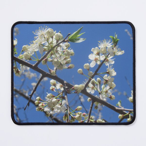 Item preview, White blossoms, blue sky designed and sold by SarahZenith.