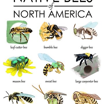 Native Bees To North America Top Sellers | Dakora.com.co