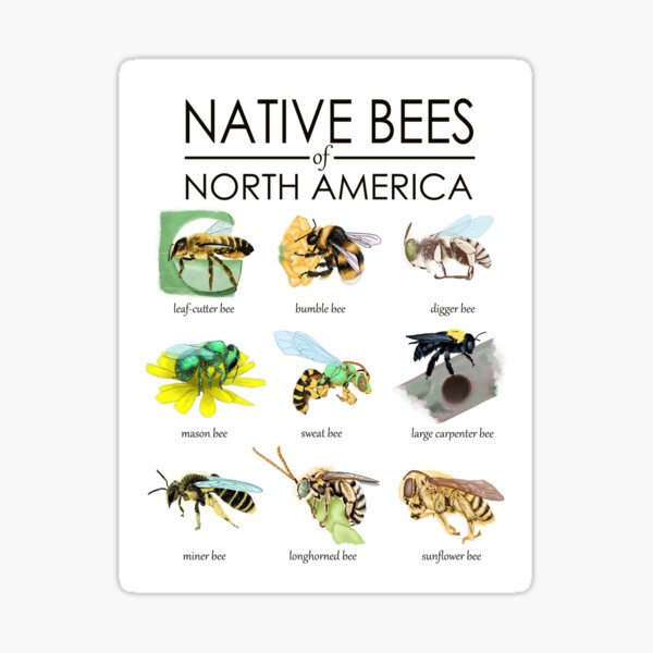 Item preview, native bees of north america designed and sold by Katie McElroy.