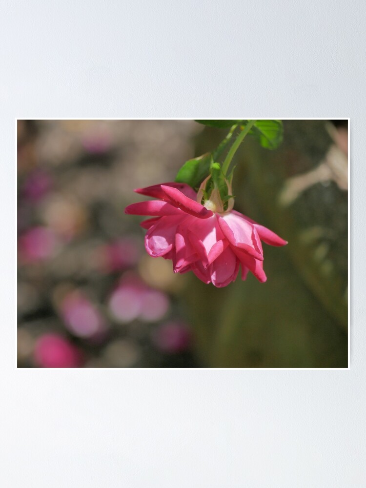 "Double Knockout Rose, falling petals" Poster for Sale by TheoDun