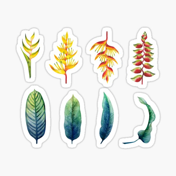 Watercolor heliconia collection Sticker