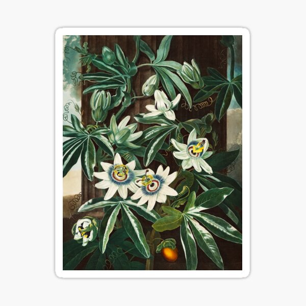 Item preview, Passiflora Cerulea by Thornton designed and sold by jadeandjester.