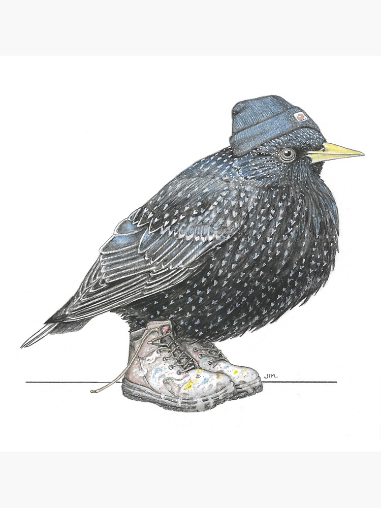 Thumbnail 3 of 3, Sticker, Starling in Work Boots designed and sold by JimsBirds.